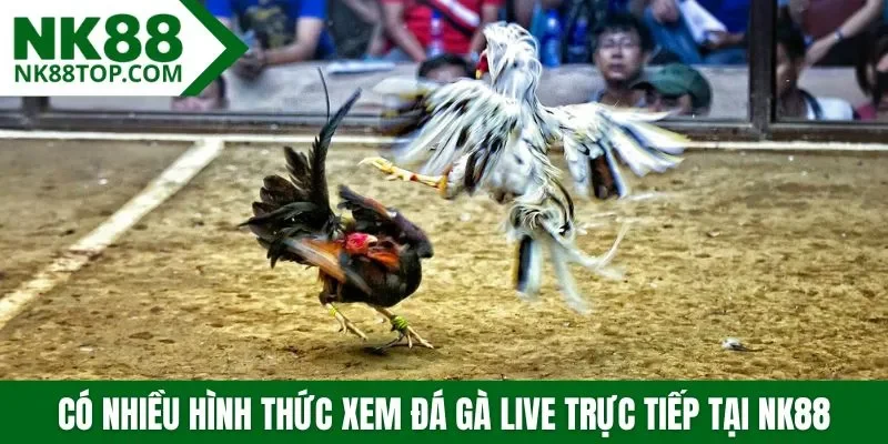 Có nhiều hình thức xem đá gà live trực tiếp tại NK88
