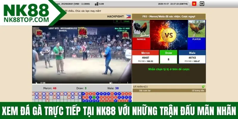 Xem đá gà trực tiếp tại NK88 với những trận đấu mãn nhãn